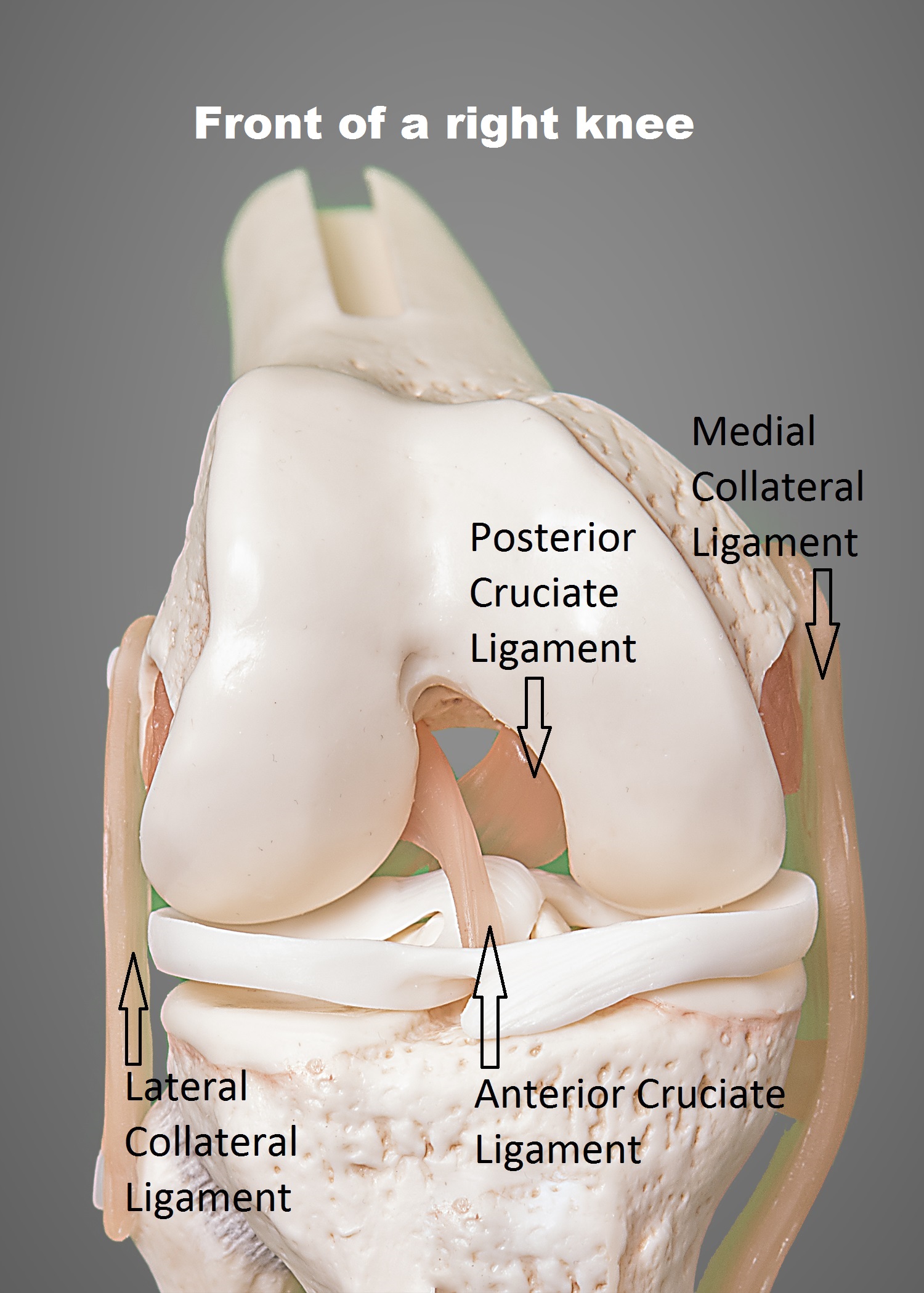 front view of knee