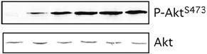 neurochemistry