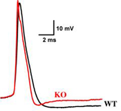 neurophysiology