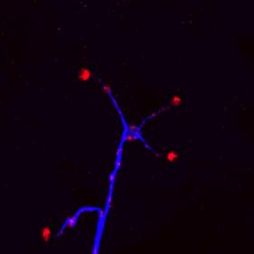 synapse