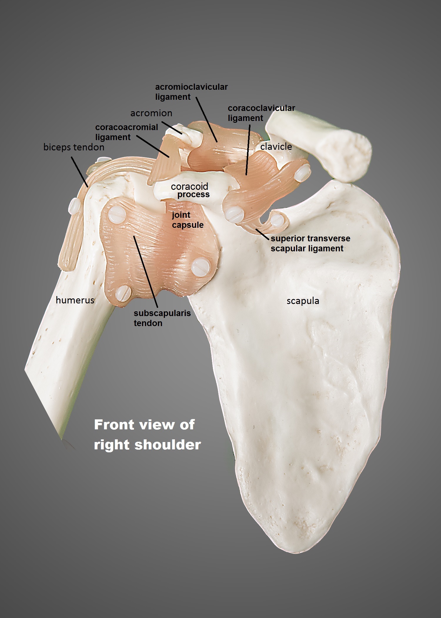 anatomy view of shoulder 