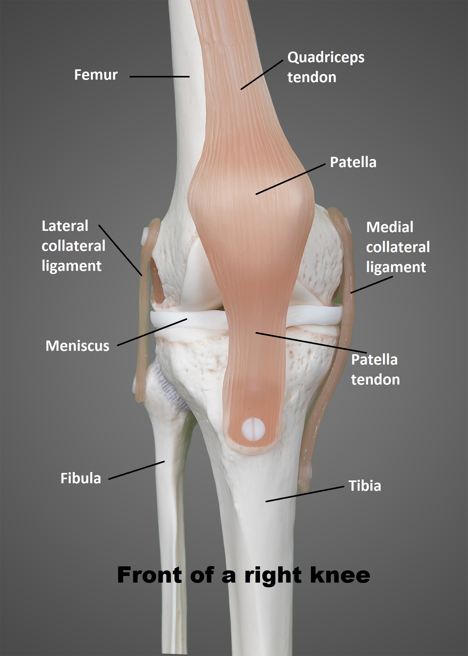 The Knee | UT Health San Antonio