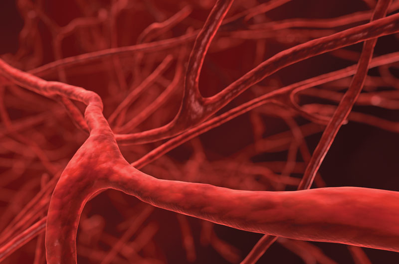 microscopic view of veins