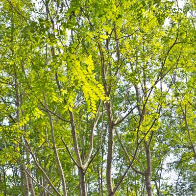 trees