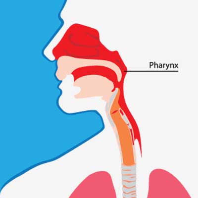graphic illustrating a person's pharynx