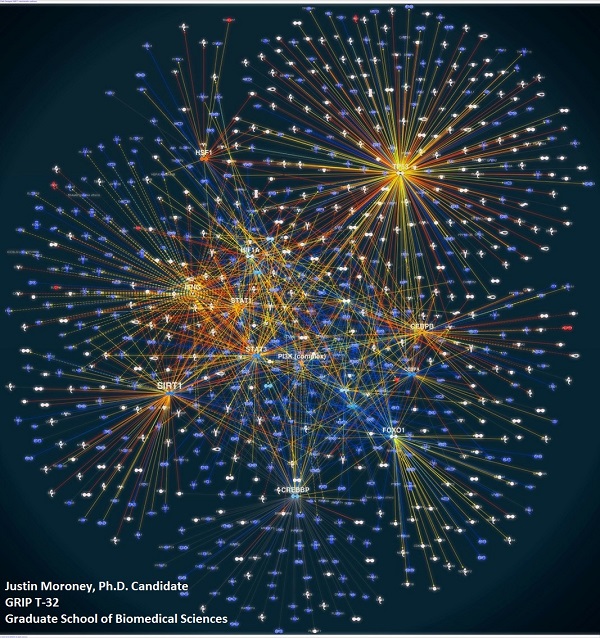 B-Cell Network