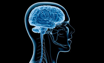 x-ray of brain and nervous system