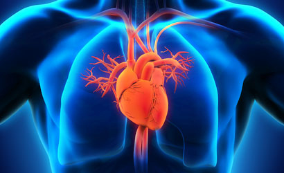 x-ray of heart and cardiovascular system
