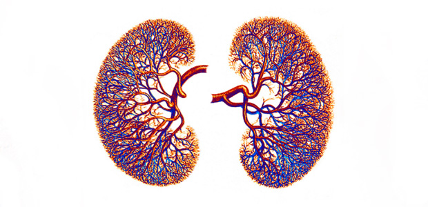Center for Renal Precision Medicine Biorepository