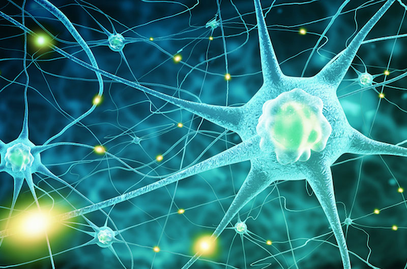 nerve cells