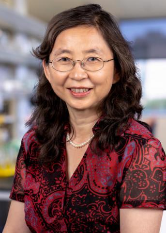 Zang Mengwei Graduate School Of Biomedical Sciences